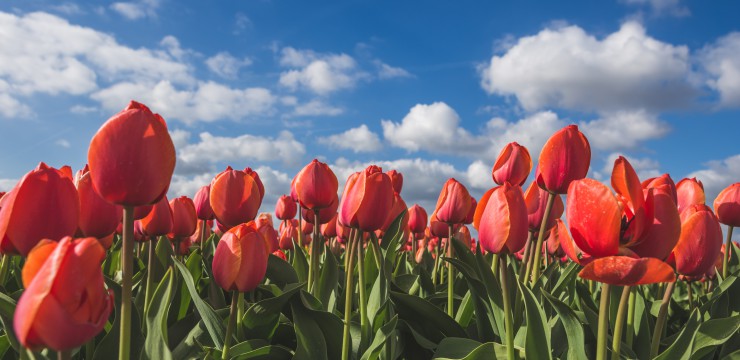 Canva Oude Tonge Goeree Overflakkee South Holland The Netherlands Europe